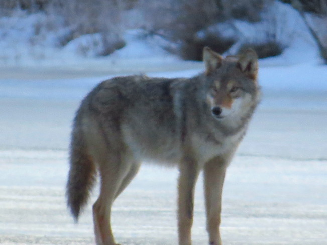 Coyote Or Wolf Espanola, Ontario Canada