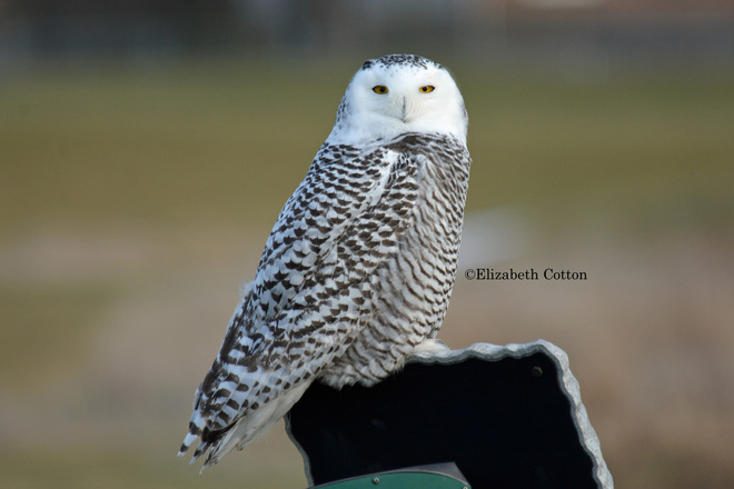 Snowy Owl Kingston, Ontario Canada