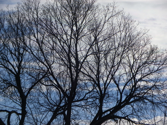 tree - blue sky Calgary, Alberta Canada