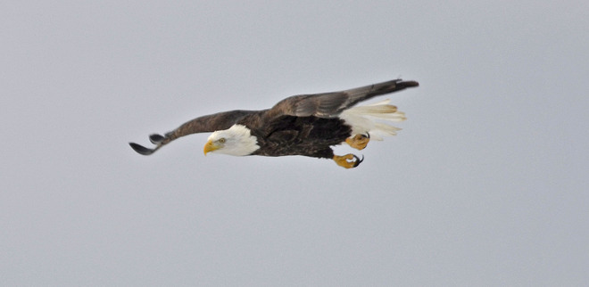 eagle Greenwood, British Columbia Canada