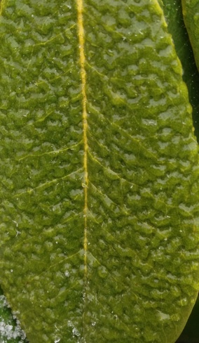 Frosen leaf North Vancouver, British Columbia Canada