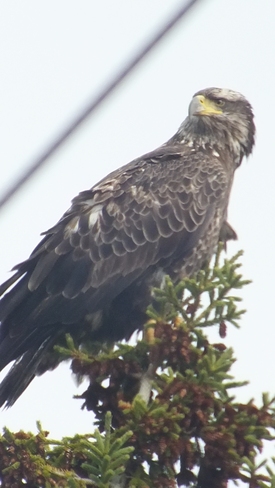 Young Bald Eagle Sydney, Nova Scotia Canada