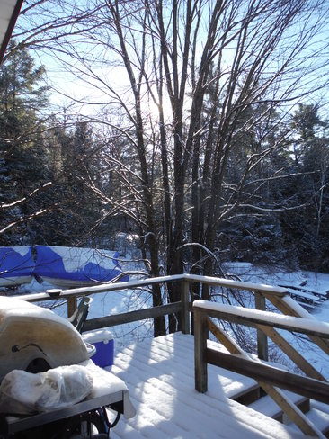 Snow between the tree Kinmount, Ontario Canada