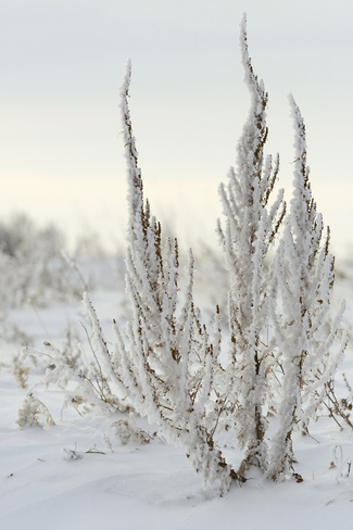 Frosted Weed. Brooks, Alberta Canada