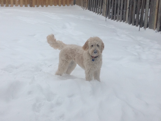 Ted in the snow Burlington, Ontario Canada
