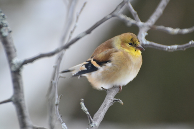 american goldfinch Sturgeon Falls, Ontario Canada