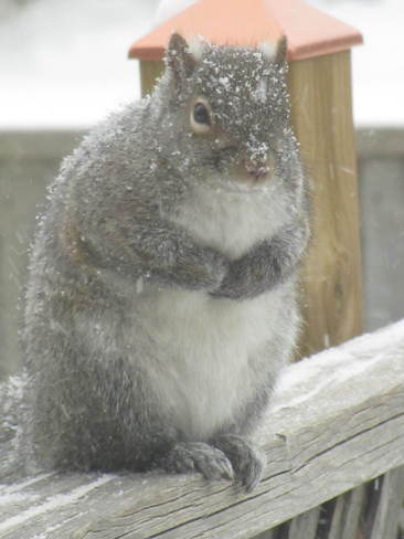 Grey Squirrel in Storm Burlington, Ontario Canada