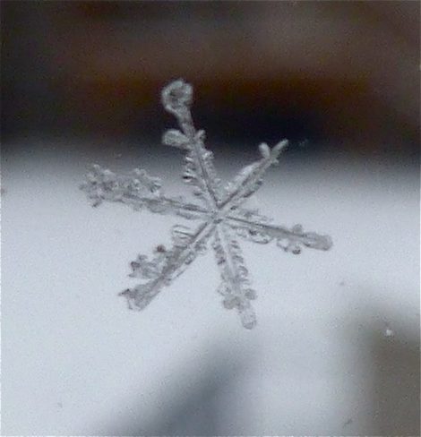 A perfect snowflake Moncton, New Brunswick Canada