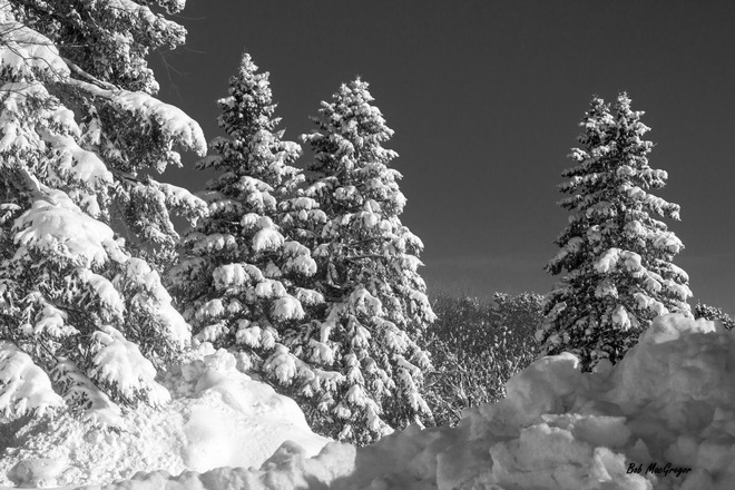 Snowy Pines Bracebridge, Ontario Canada
