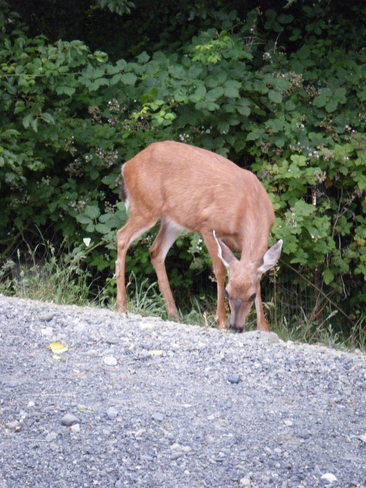 Deer Close Up Victoria, British Columbia Canada
