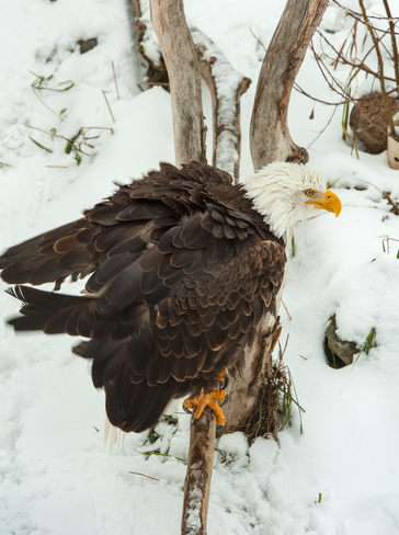 Bald Eagle in Winter Kamloops, British Columbia Canada