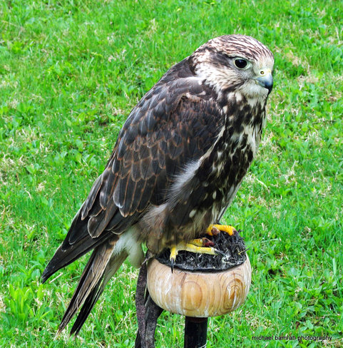 Peregrine Falcon Brooklin, Ontario Canada
