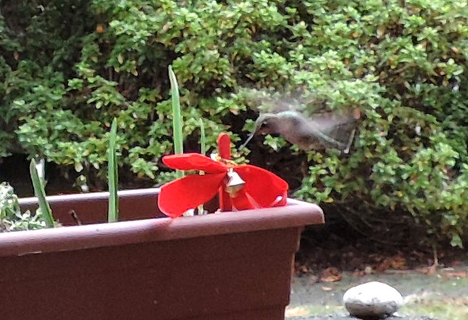 Christmas Hummingbird feeds in Decoration North Vancouver, British Columbia Canada
