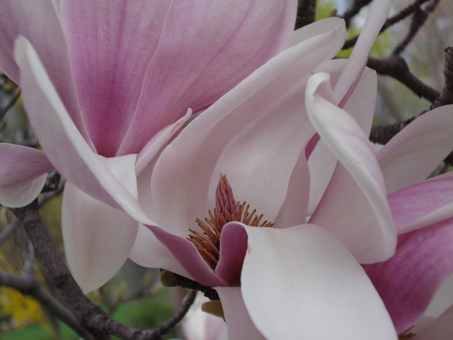 Remember when . . . the magnolias were in bloom? Kingston, Ontario Canada