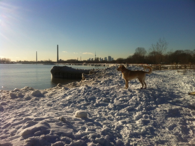 An Icy walk Toronto, Ontario Canada