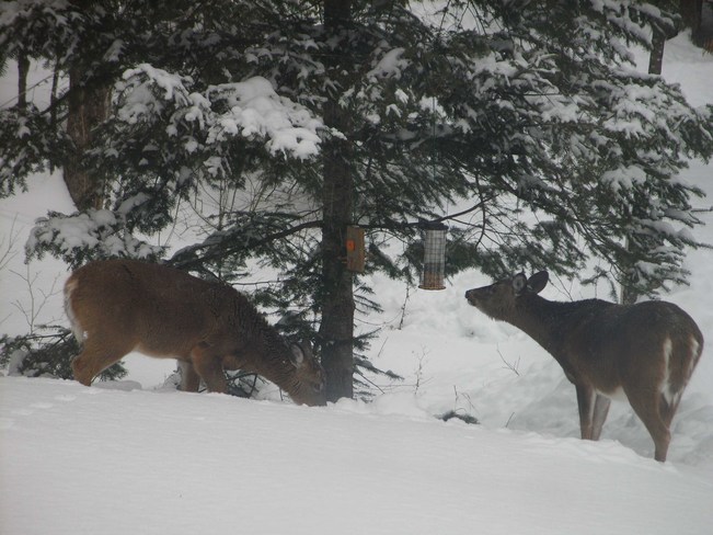 Cold and hungry Boileau, Quebec Canada