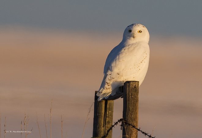 Male Snowy Owl at Sunset Blackie, Alberta Canada