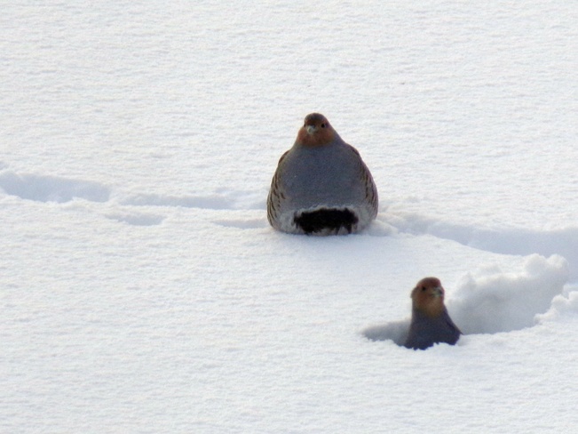 partridges Forestburg, Alberta Canada