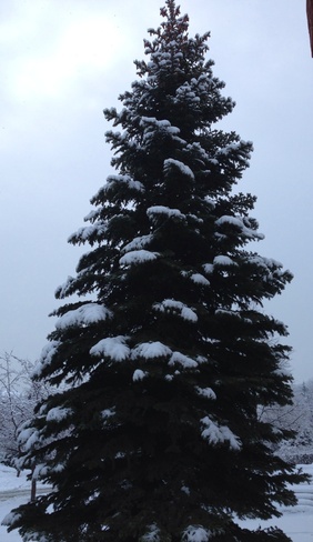 Snowfall â™¡ Mississauga, Ontario Canada