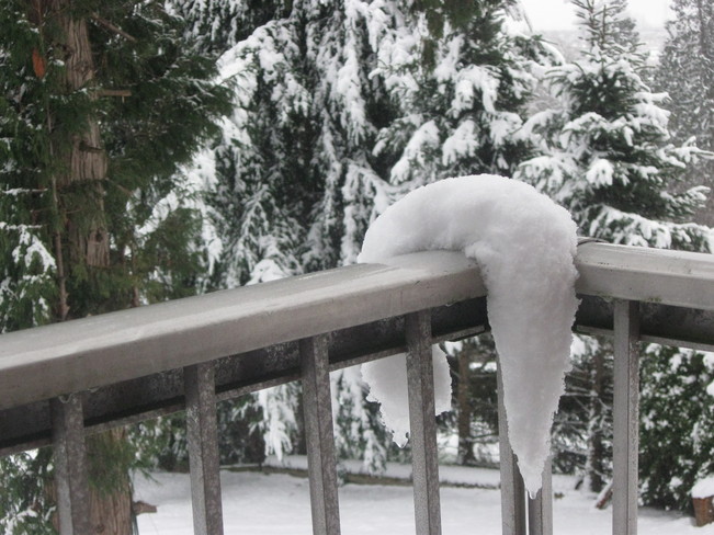 the melting snow looks like a cat hanging over the railing! Surrey, British Columbia Canada