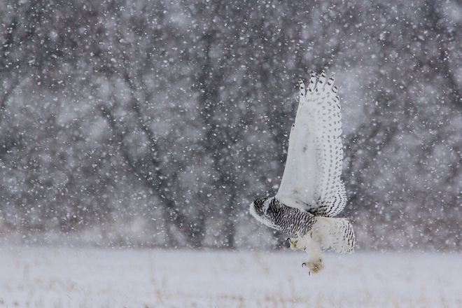 Snowy Owl Swoop Ottawa, Ontario Canada