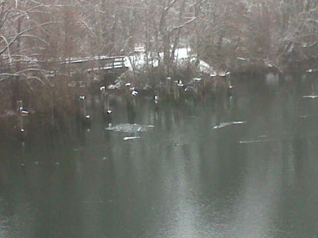 Ice and birds and snowy river. 