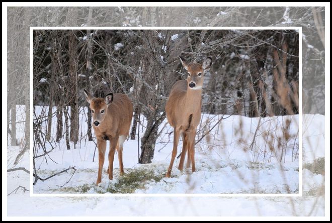 A Pair of Natural Beauties by Rural Woman of the Year, Leah Toth Port Loring, Ontario Canada
