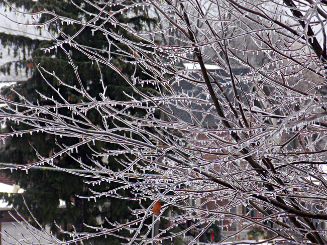 Icy Trees Pickering, Ontario Canada