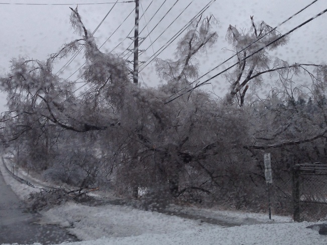 trees down from ice storm Markham, Ontario Canada