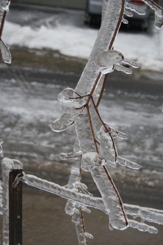 icicles Brampton, Ontario Canada