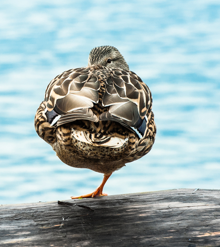 Duck on One Leg White Rock, British Columbia Canada