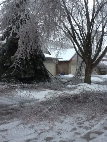 Ice storm Whitby, Ontario Canada