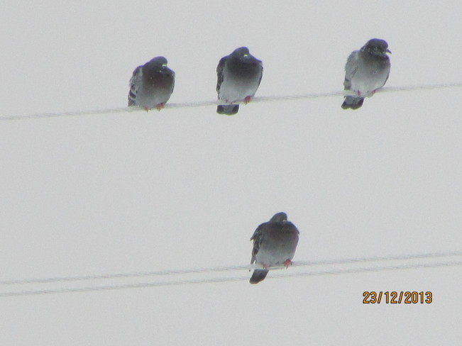 birds takin a rest Joggins, Nova Scotia Canada
