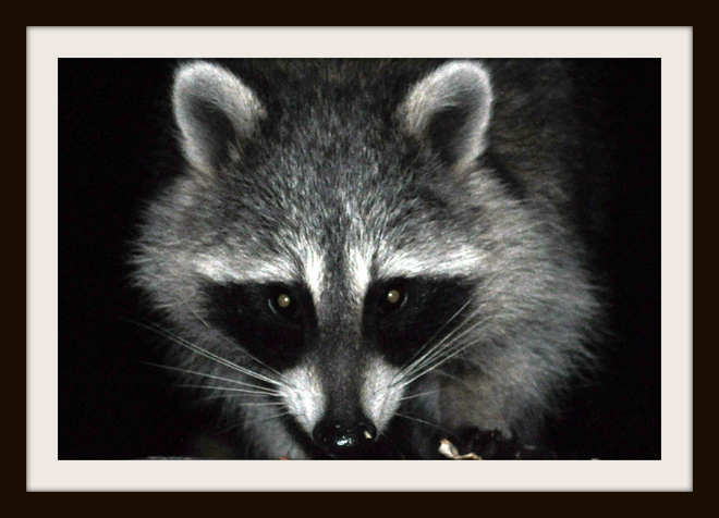 Mr. Raccoon Mississauga, Ontario Canada