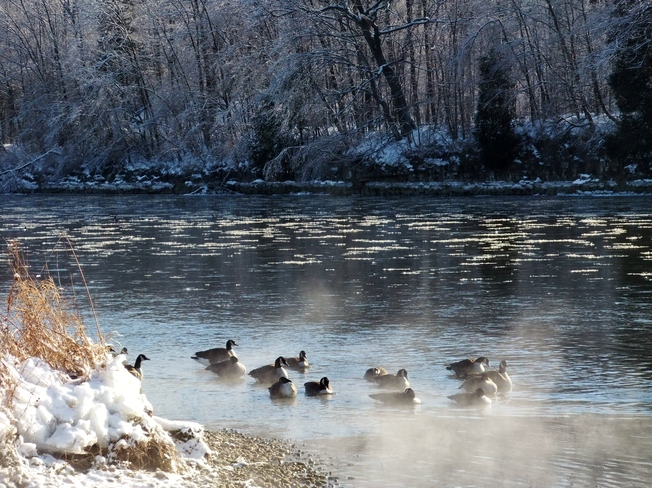 A cold goose Cambridge, Ontario Canada