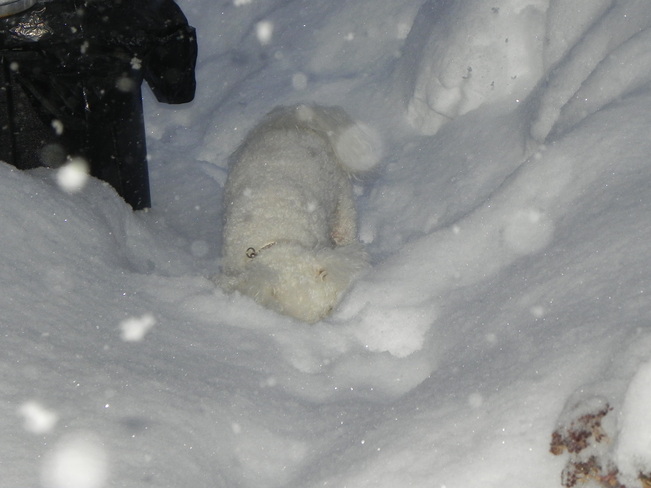 Daisy loving the snow Sudbury, Ontario Canada