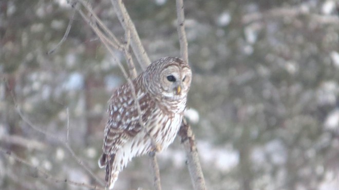our first sighting of an owl on our property Rutherglen, Ontario Canada