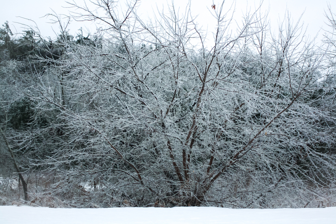 frozen tree on ice St. George, Ontario Canada