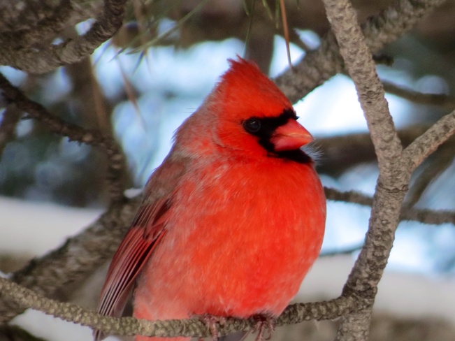 The Cardinal Mississauga, Ontario Canada