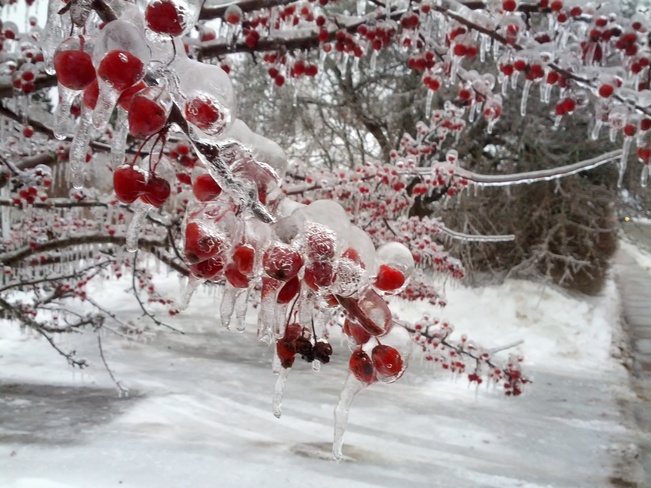 Ice Berries Saint Andrews, New Brunswick Canada