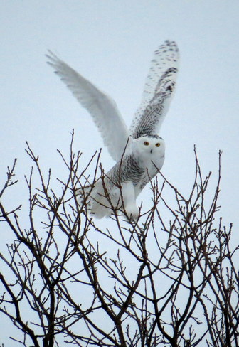 Snowy Owl Ottawa, Ontario Canada