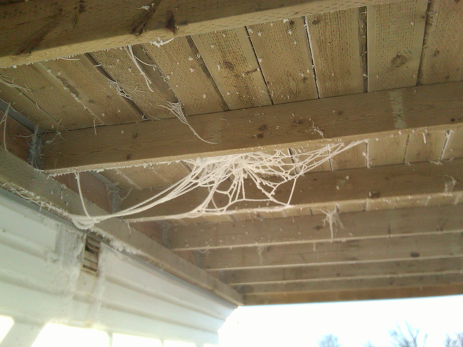 Spider webs Rosa, Manitoba Canada