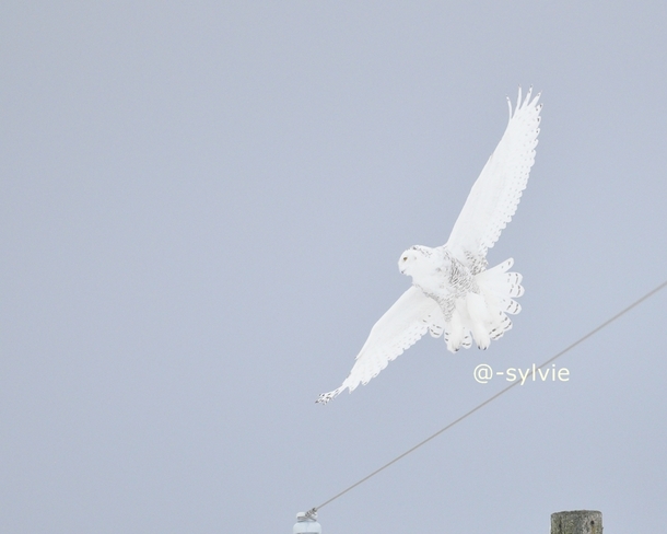Snowy Owl flying away Seaforth, Ontario Canada
