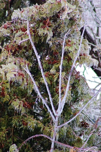 icy trees Seaforth, Ontario Canada