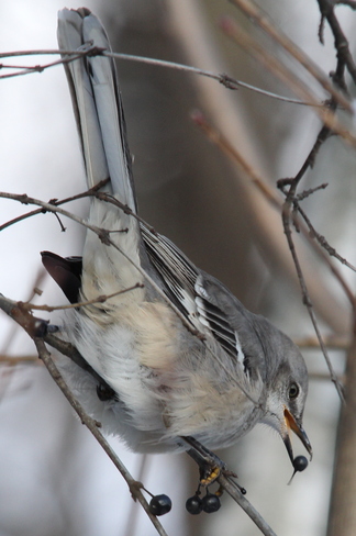Northern Mockingbird Fergus, Ontario Canada