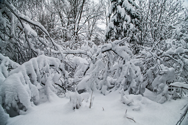 Woodland after a heavy snow Fredericton, New Brunswick Canada