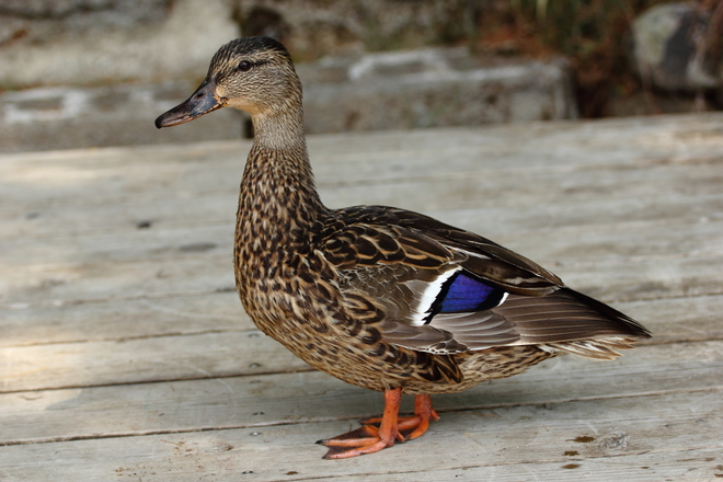 Duck on deck Montréal, Quebec Canada