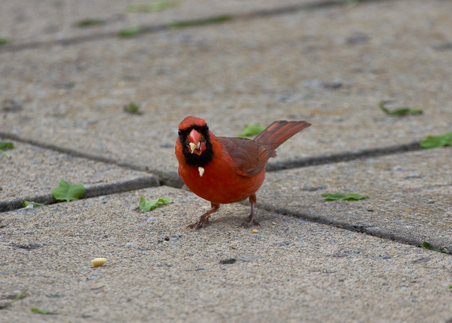 Red Cardinal with peanut Montréal, Quebec Canada