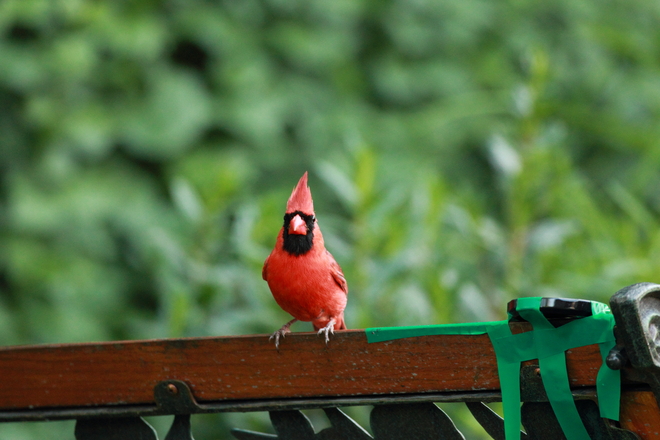 Red cardinal on bench Montréal, Quebec Canada
