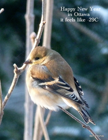 If you think it is cold outside why not ask the birds Ottawa, Ontario Canada